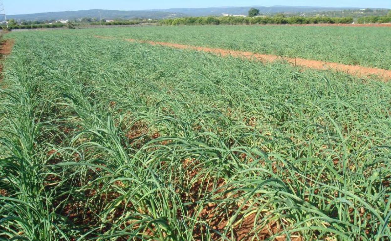 Campo de ajos tiernos en Xàtiva. 