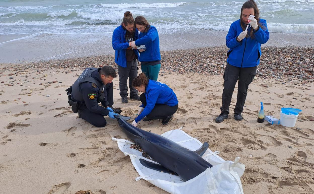 Aparece un tiburón varado en El Saler | Un tiburón muere tras quedar varado varias veces en El Saler