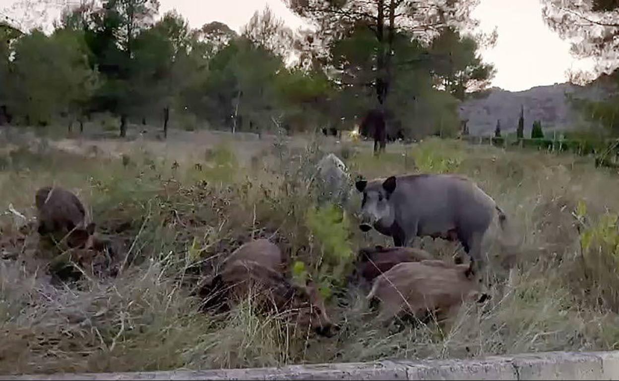 Una piara de jabalíes en las inmediaciones de Xàtiva. 