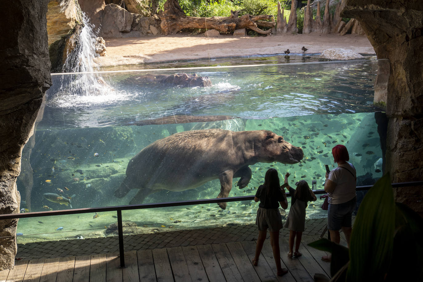 Fotos: Así es la casa de los hipopótamos del Bioparc