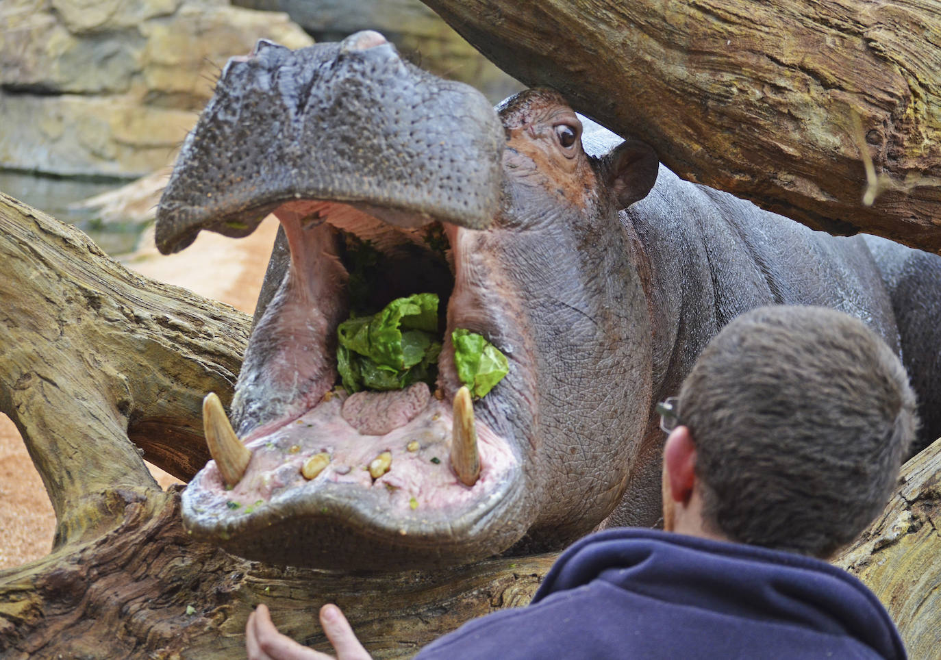 Fotos: Así es la casa de los hipopótamos del Bioparc