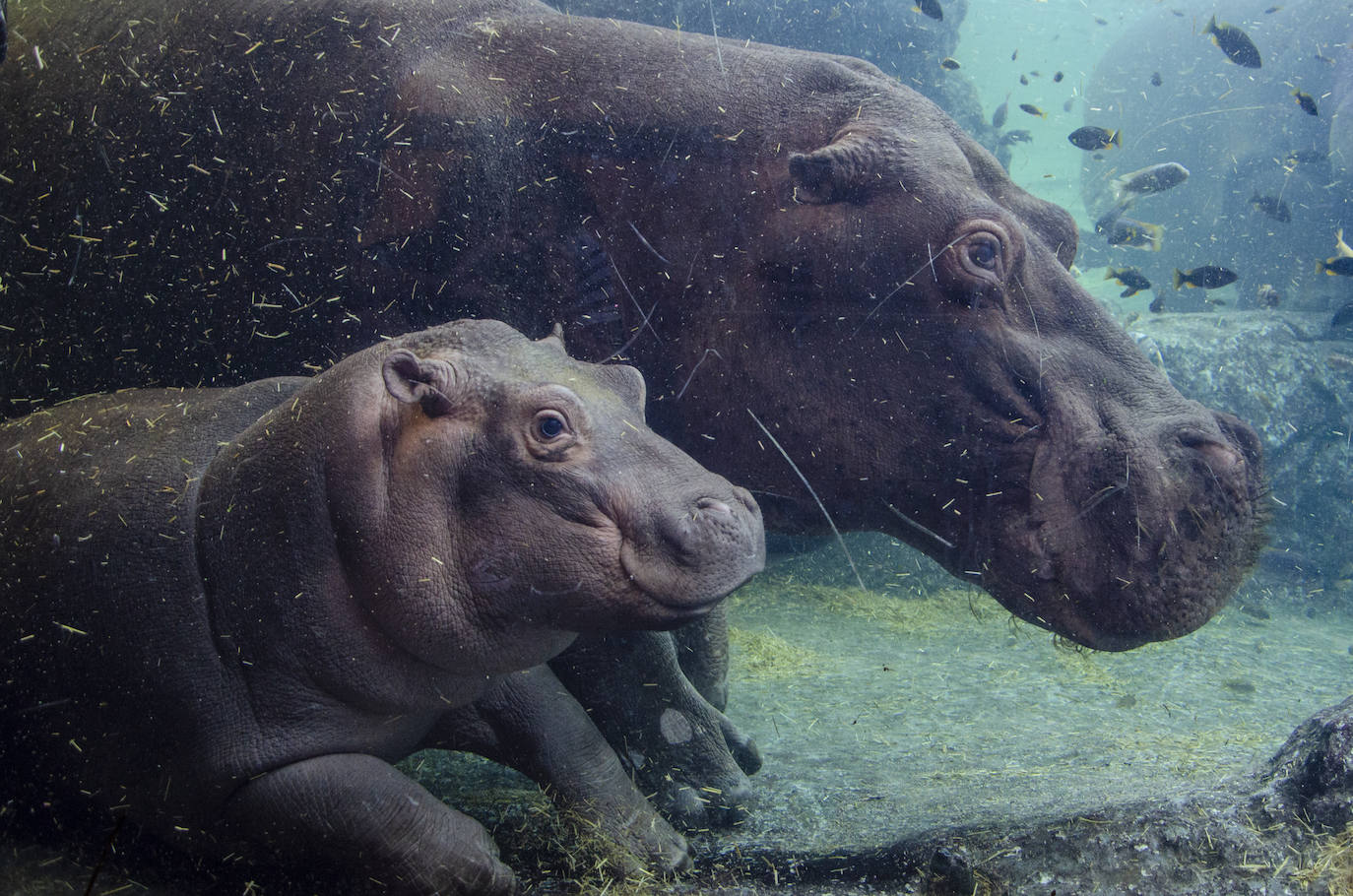 Fotos: Así es la casa de los hipopótamos del Bioparc