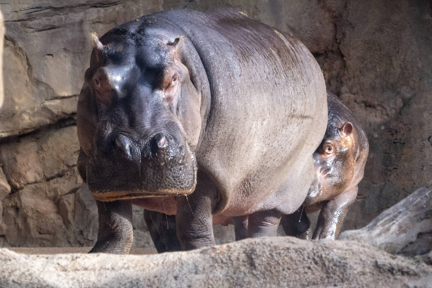 Fotos: Así es la casa de los hipopótamos del Bioparc