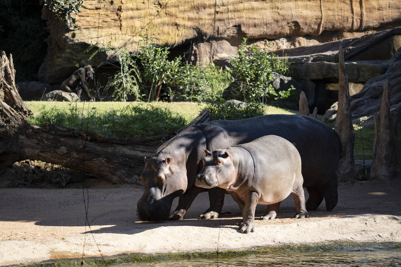 Fotos: Así es la casa de los hipopótamos del Bioparc