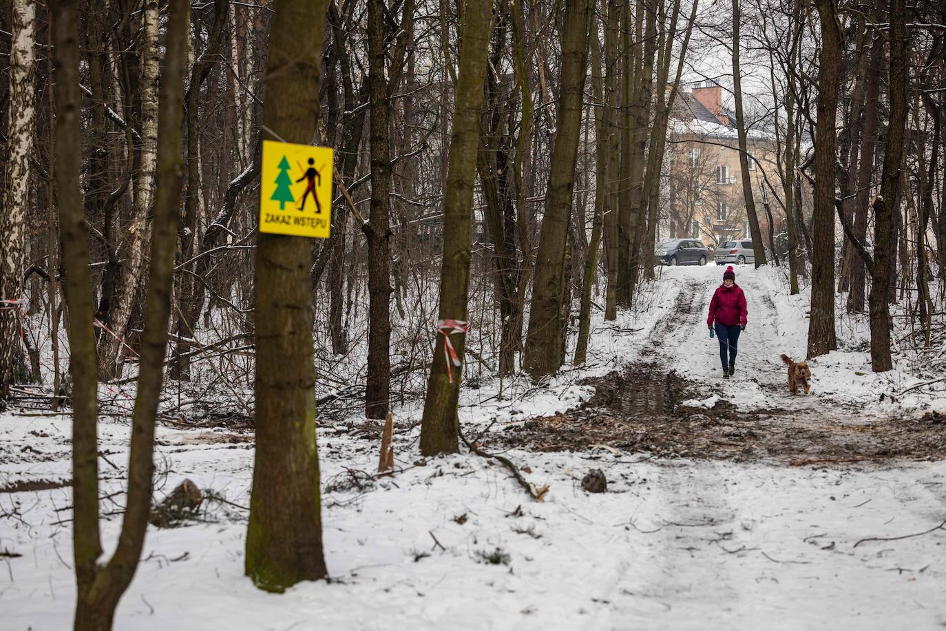 Una mujer pasea a su perro en el bosque donde apareció uno de los socavones, junto a un cartel que dice "No hay entrada".