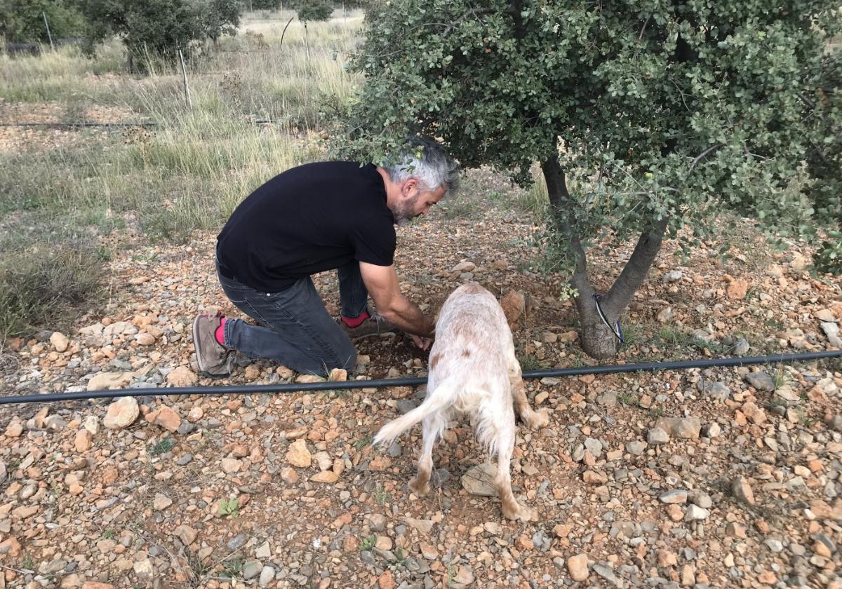 Un truficultor busca trufas con perro en un campo de carrascas cultivadas y con riego a goteo, en El Toro.