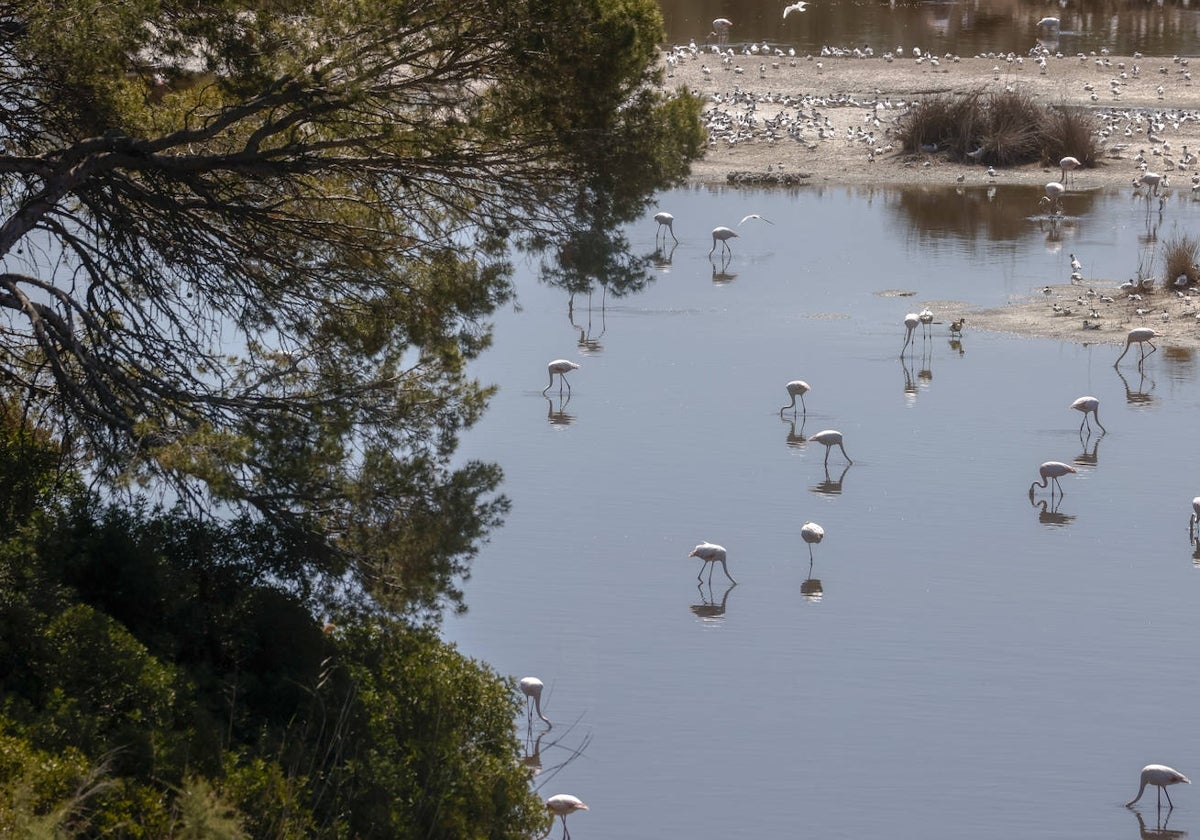 Aves en el parque natural de la Albufera.