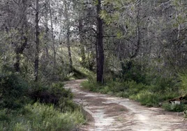 Un camino forestal de la Sierra de Enguera.