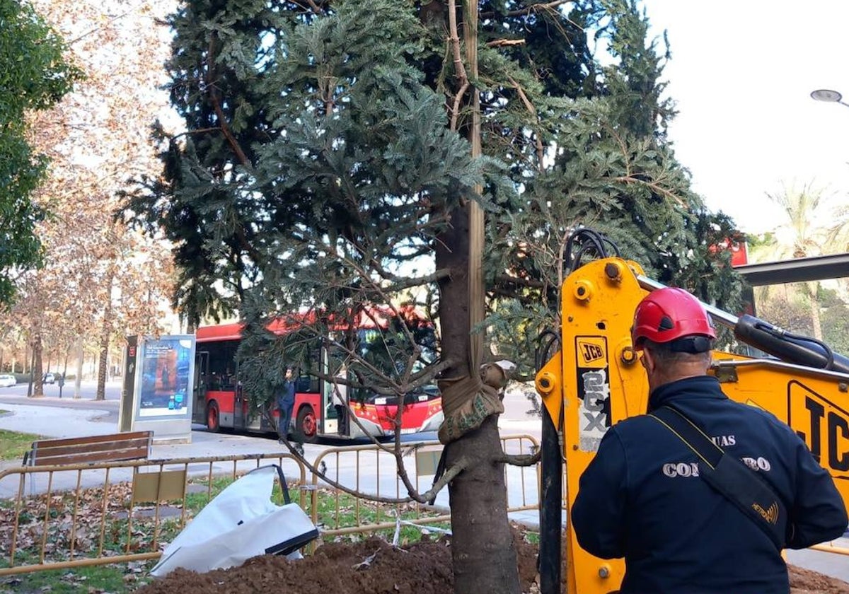 Traslado del abeto instalado por Vox en la plaza de la Reina con motivo de la Navidad.