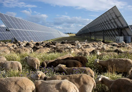 Ovejas pastando en un parque solar de Statkraft en Extremadura.