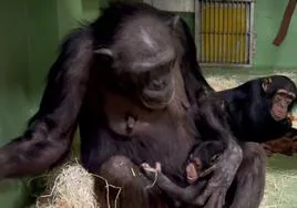 Nace en el Bioparc un chimpancé de una subespecie en peligro de extinción
