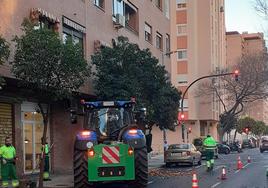 Operarios municipales recogen las naranjas de una calle de Valencia