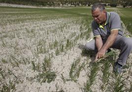Un agricultor contempla un cultivo totalmente seco en un campo de Alicante.