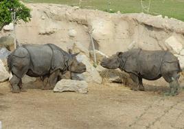 os rinocerontes en el parque de Terra Natura.