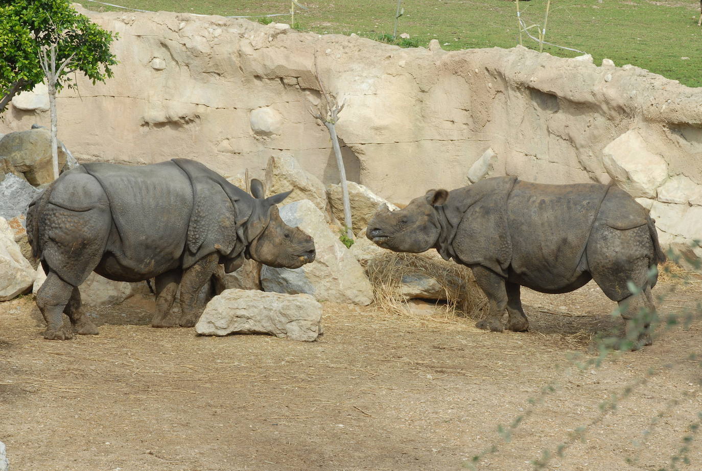 os rinocerontes en el parque de Terra Natura.