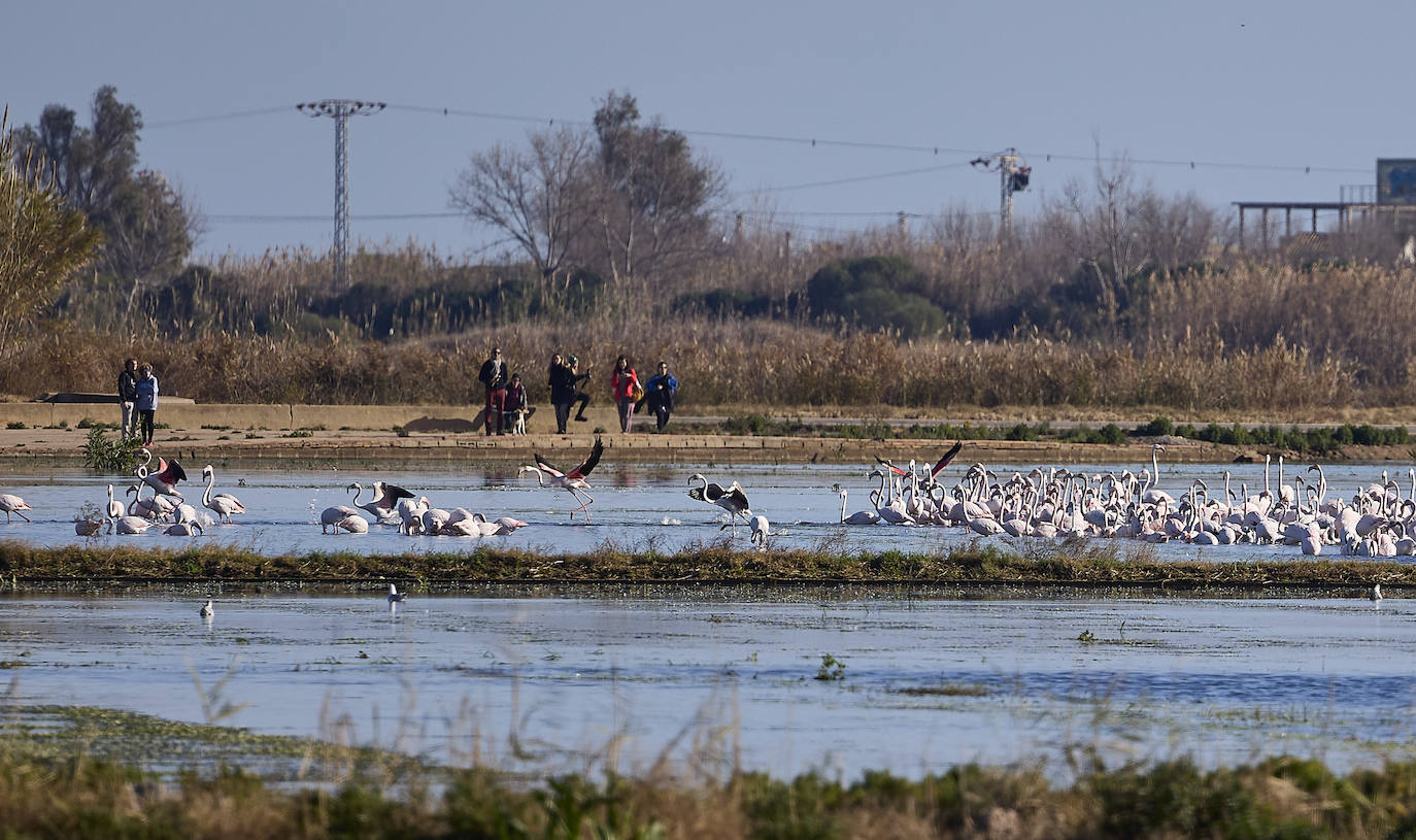 Los flamencos vuelven a la Albufera