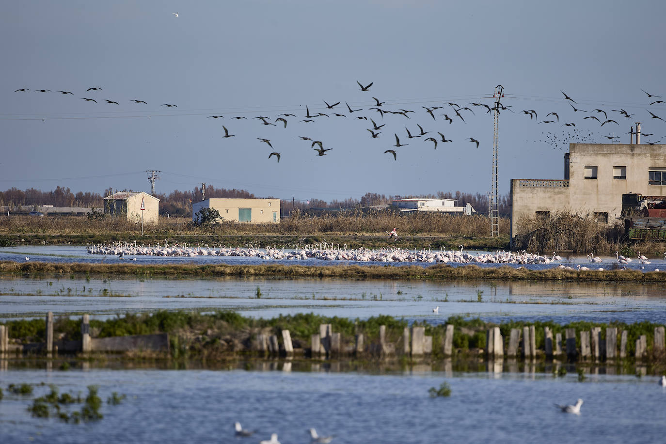 Los flamencos vuelven a la Albufera