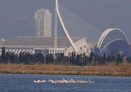 Flamencos en la Albufera.