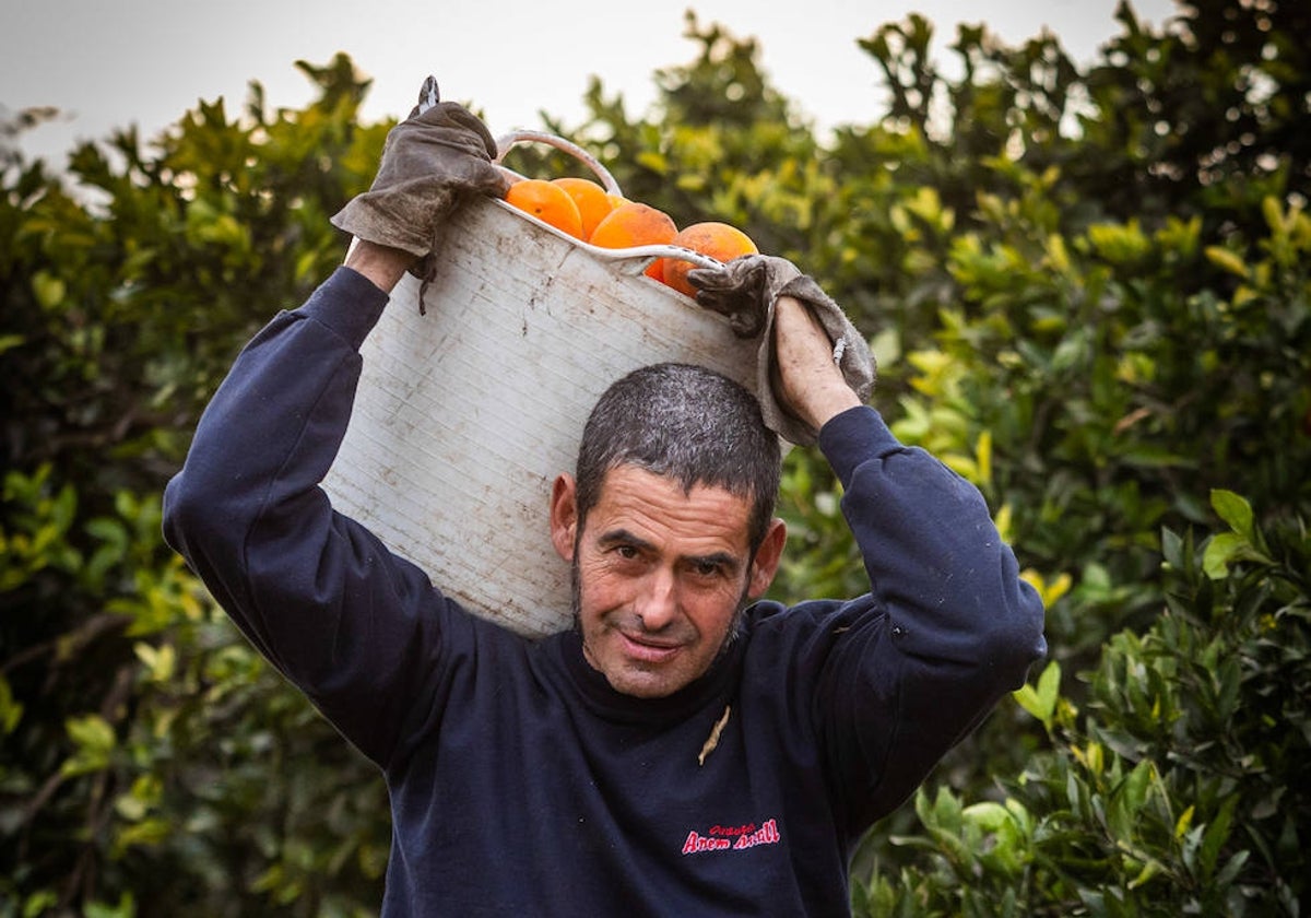 Un trabajador recoge naranjas.