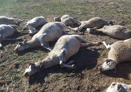 Ovejas muertas por el ataque de lobos en Aras de los Olmos.