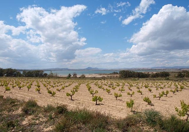 Vistas de los viñedos de la zona.