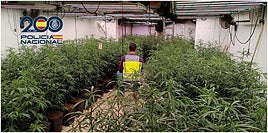 Plantación en el interior de la vivienda.