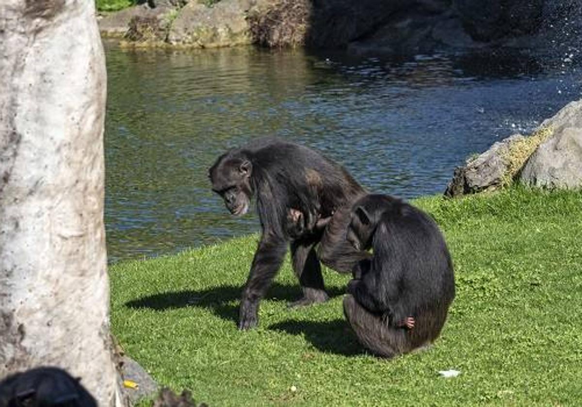 Imagen principal - Bioparc Valencia