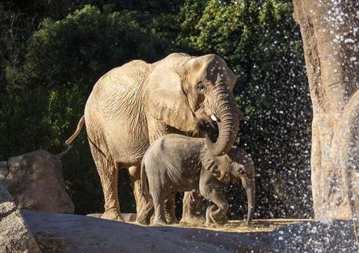 Imagen secundaria 1 - Bioparc Valencia