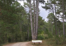 El majestuoso Pi de les Quatre Forques, junto al sendero.