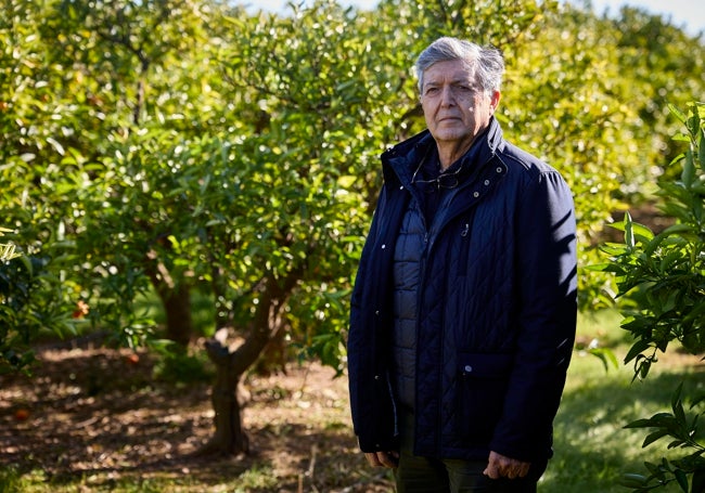 Francisco Campillo, productor de naranjas.