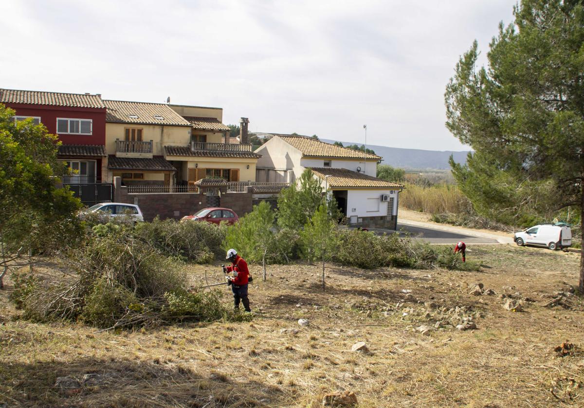 Operarios trabajas limpiando zonas forestales.