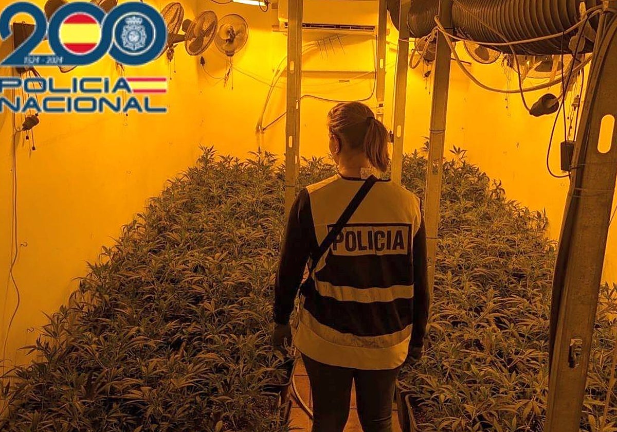 El cultivo 'indoor' de marihuana hallado en la vivienda.