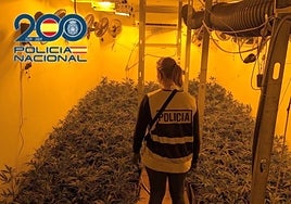 El cultivo 'indoor' de marihuana hallado en la vivienda.
