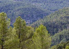 Una vista del estado de los montes de Enguera.