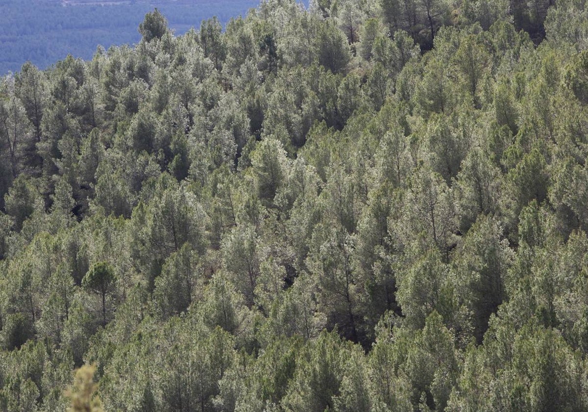 Vista de los abundantes bosques en Enguera.