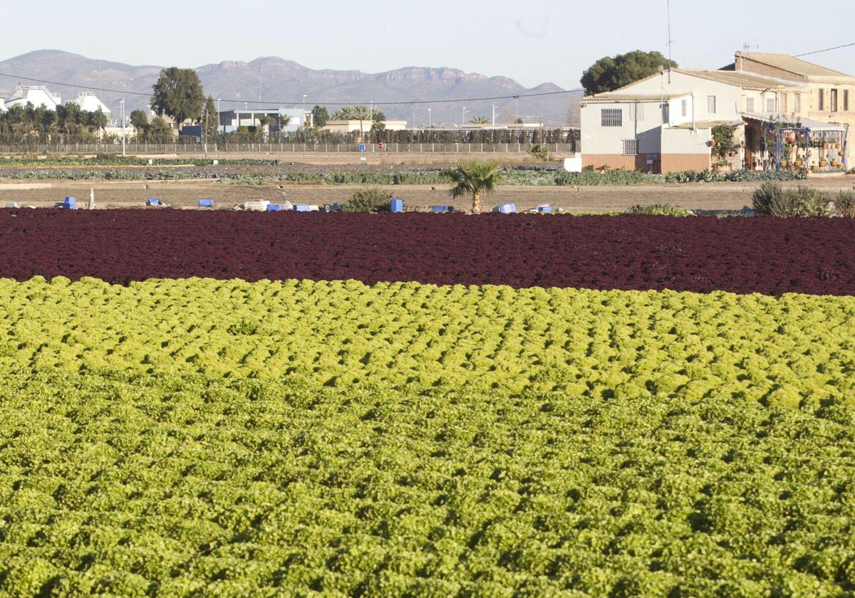 Campo de lechugas en la huerta de Valencia.