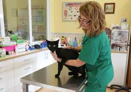 Una veterinaria con un gato, imagen de archivo.