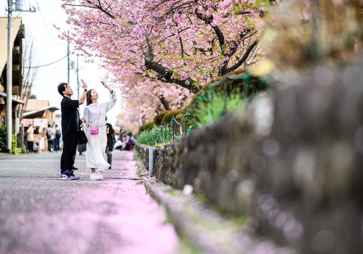 Las primeras flores de los cerezos de Japón