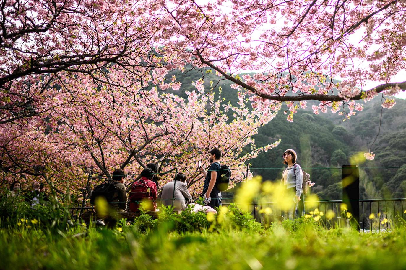 Las primeras flores de los cerezos de Japón