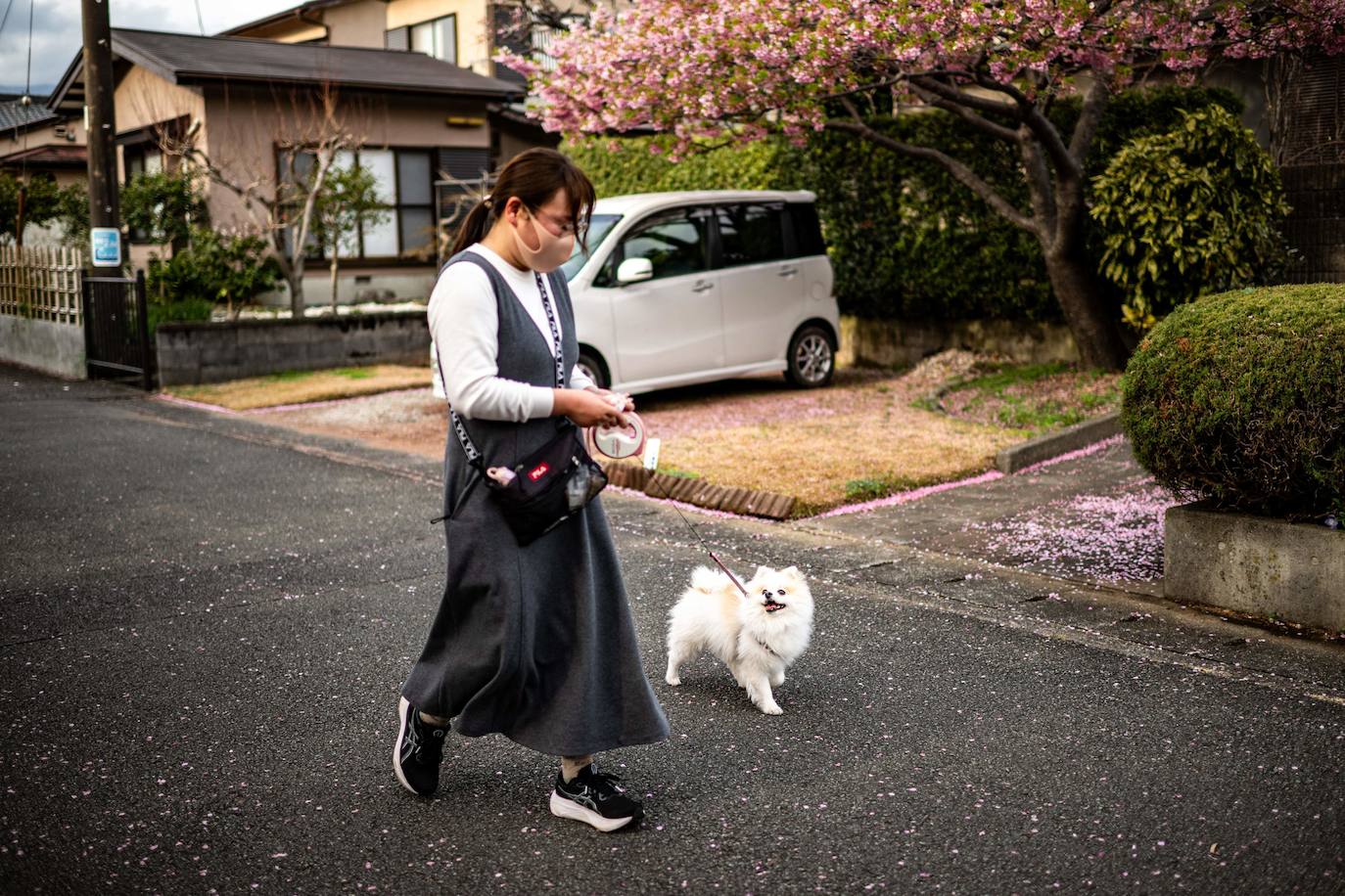 Las primeras flores de los cerezos de Japón