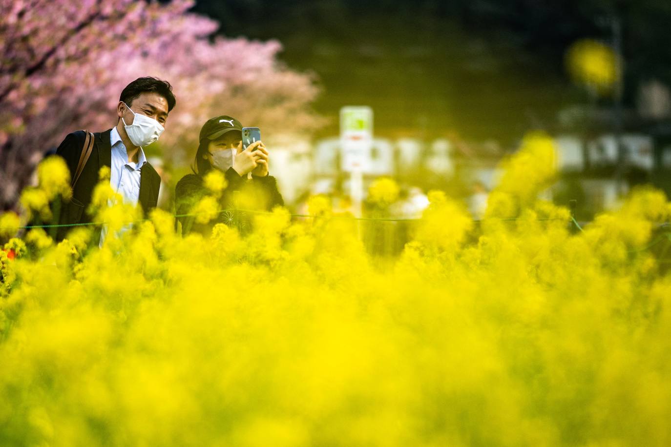 Las primeras flores de los cerezos de Japón