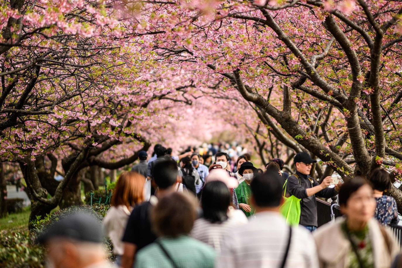 Las primeras flores de los cerezos de Japón