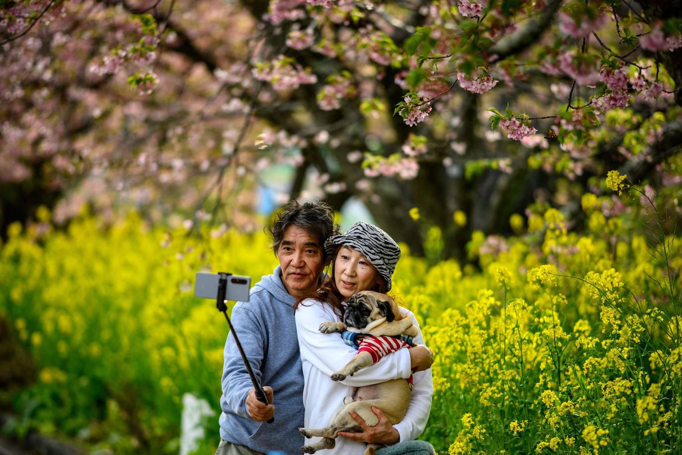 Las primeras flores de los cerezos de Japón