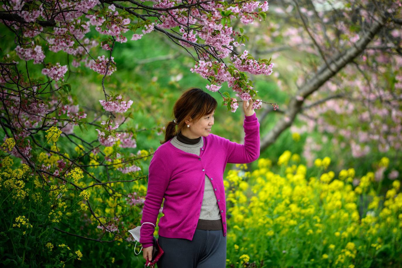 Las primeras flores de los cerezos de Japón