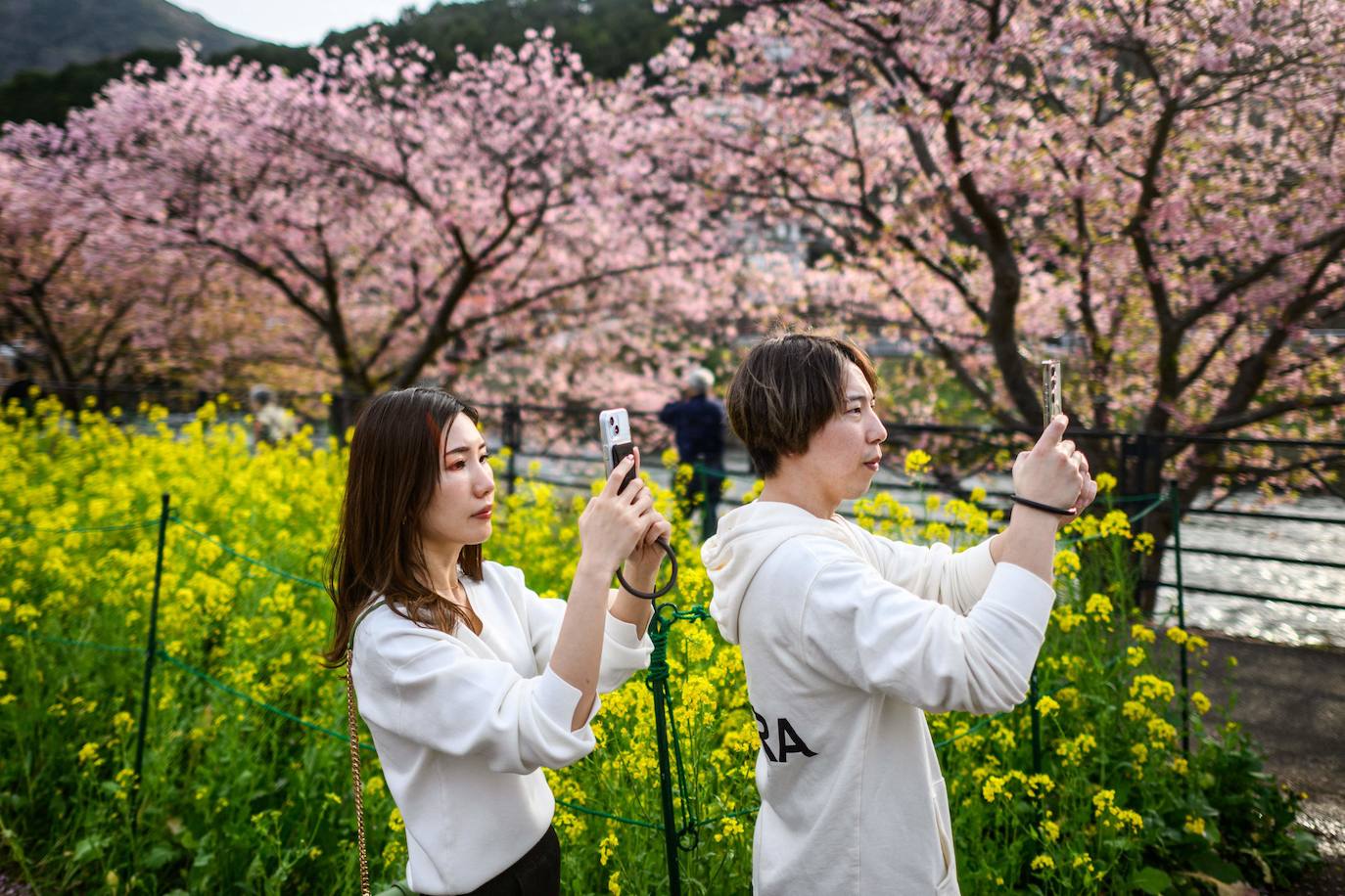 Las primeras flores de los cerezos de Japón