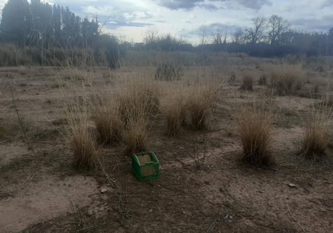 Caja de trampa que los furtivos habían instalado en los antiguos campos agrícolas de Burriana