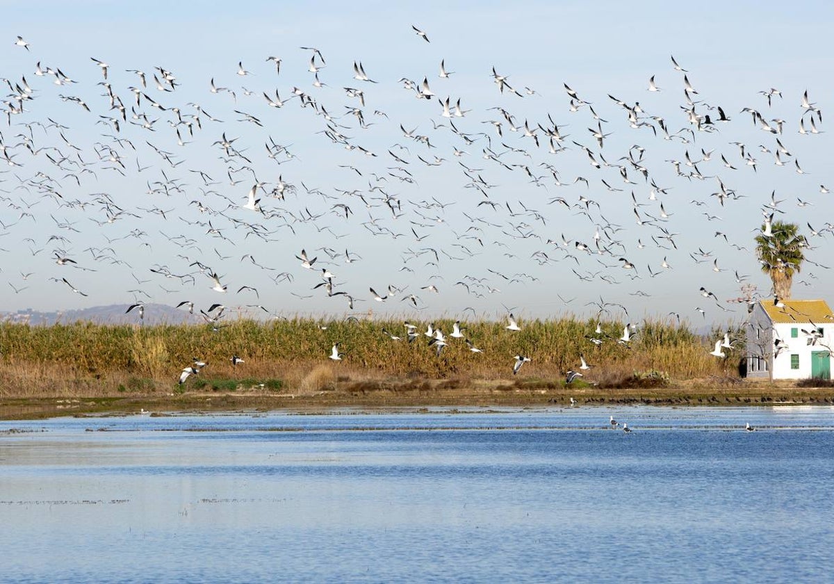 Aves sobrevuelan la Albufera en El Palmar.