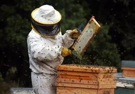 Un apicultor limpia un panel de abejas