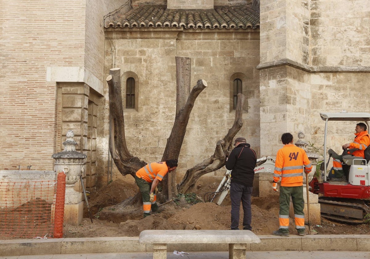 Retirada de los olivos situados junto a la Catedral de Valencia, en la calle Miguelete.