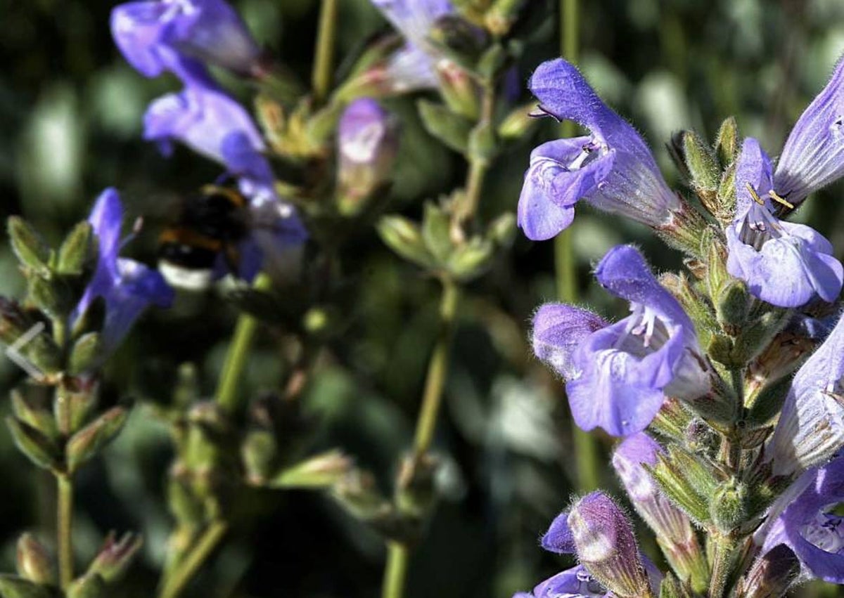 Imagen secundaria 1 - Castaño, salvia y tejo, parte de la flora del bello paisaje.